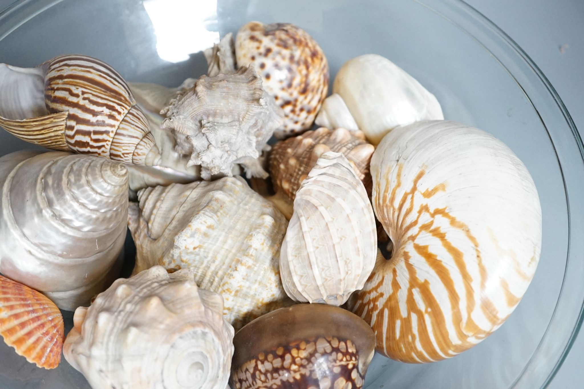 A collection of seashells, in a glass cream pail, 36cm diameter